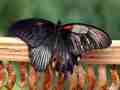 Papilio memnon (gynandromorph, live) (Internet Image property of respective owner, non-commercial use only)